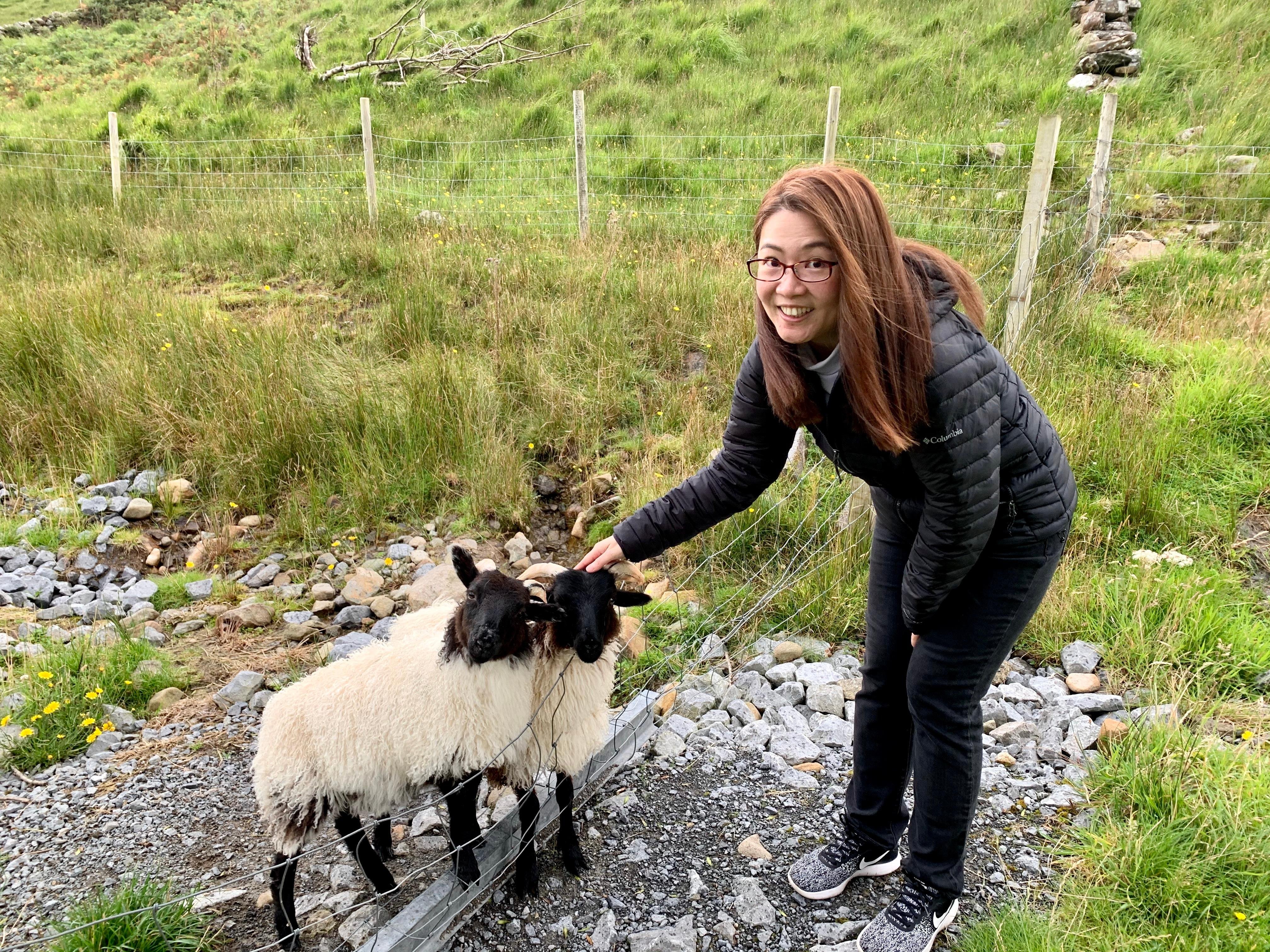 Sheep dog herding